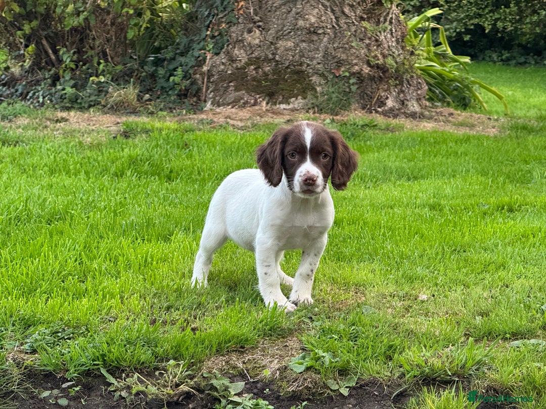 English Springer Spaniel dogs for sale: READY TO GO KC REG ESS PUPPIES - Image 5