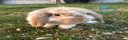 Mini Lop rabbits for sale: Mini Lop Rabbits For Sale  - Advert 17