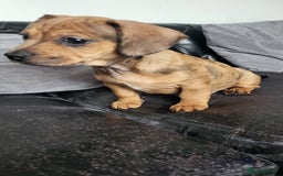 Dachshund dogs for sale: Mini dachshund puppy for sale! - Advert 5