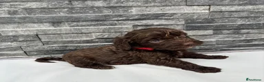 Red collar