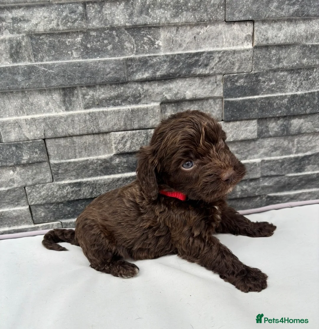 Cockapoo dogs for sale: 🐶 Stunning F1 Chocolate Cockapoo Puppies - Advert 2