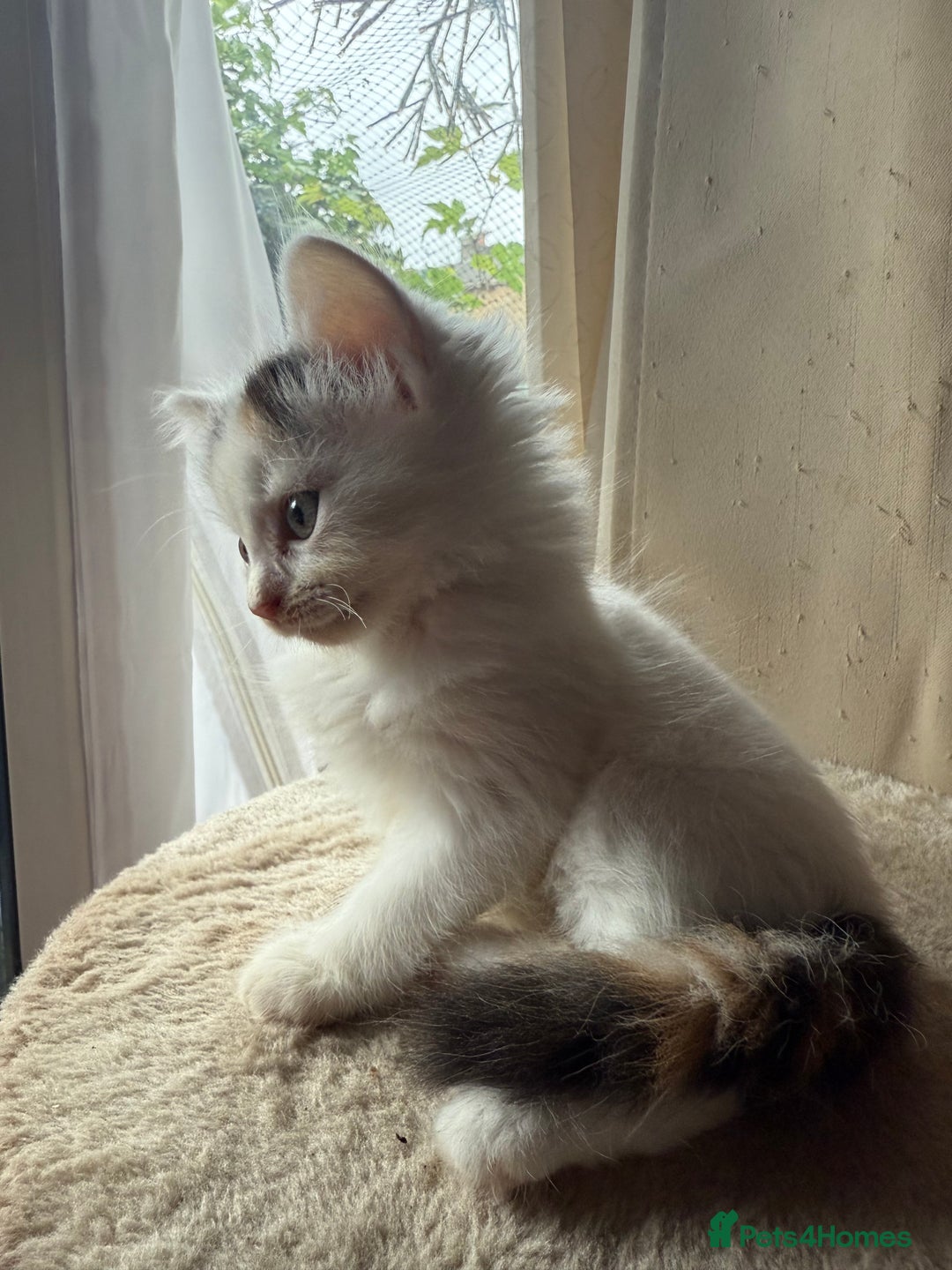Mixed Breed cats for sale: Half Sphynx READY to Go 🩷 £200 - Image 13