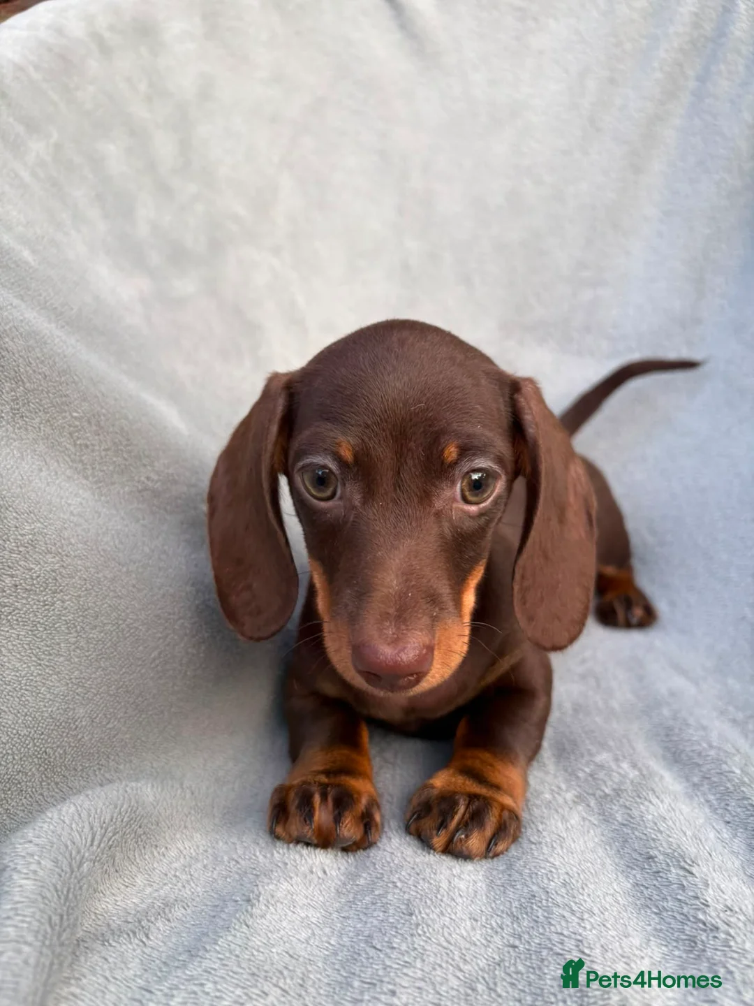 Miniature Dachshund dogs for sale: LAST BEAUTIFUL KC REG BOY!! READY TO GO NOW 🐾🐾 - Advert 2