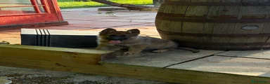 German Shepherd 7 blue collar
