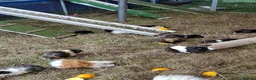 Guinea Pig rodents for sale: GUINEA PIGS MALES ONLY - Advert 1