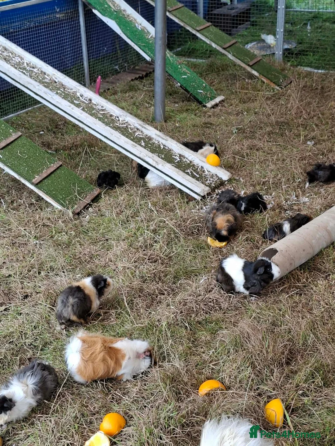 Guinea Pig rodents for sale: GUINEA PIGS MALES ONLY - Advert 1