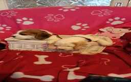 Beagle dogs for sale: Beautiful beagle puppies  - Image 2