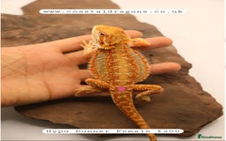 Bearded Dragon reptiles for sale: Bearded Dragons Mix - Image 5