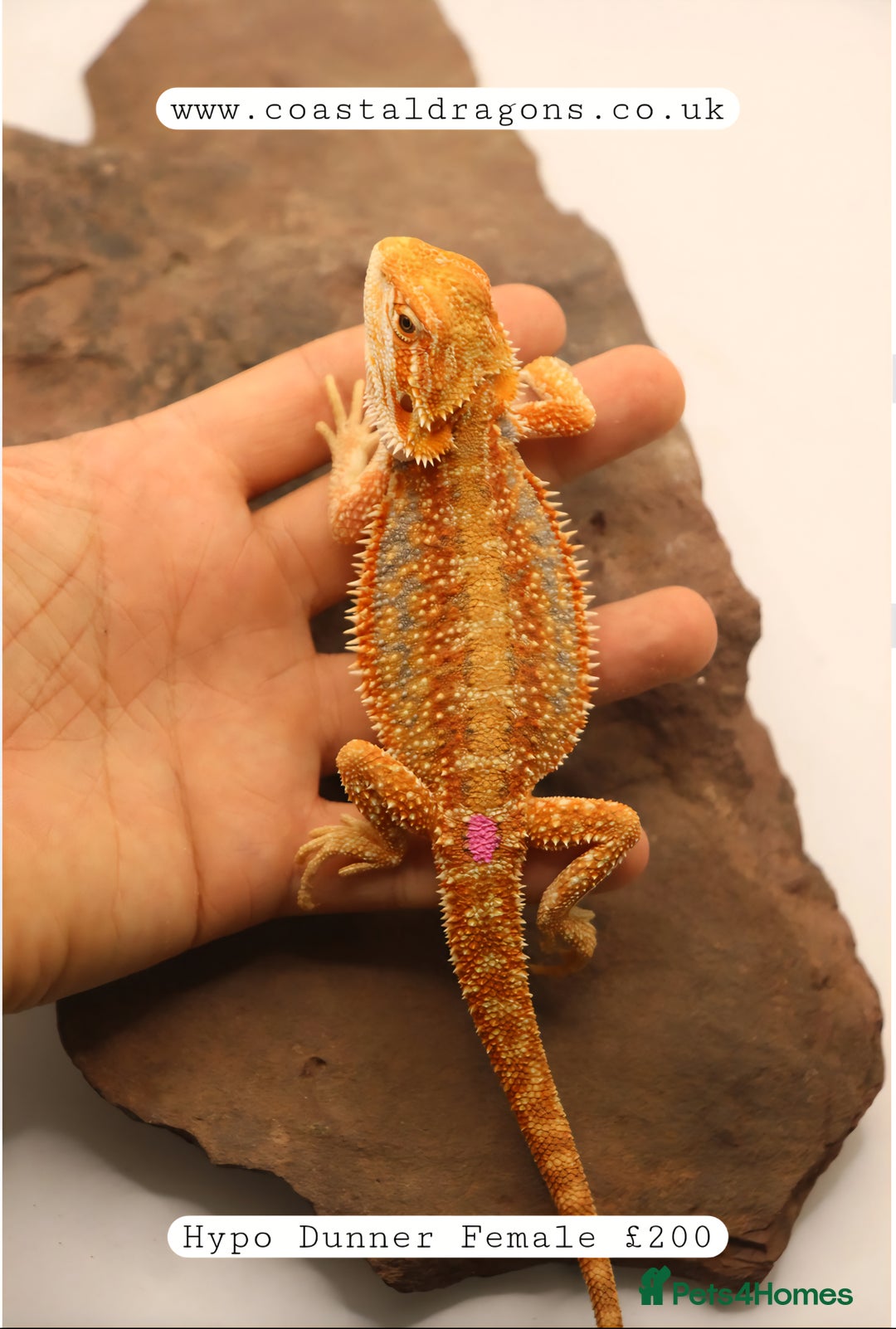 Bearded Dragon reptiles for sale: Bearded Dragons Mix - Image 5