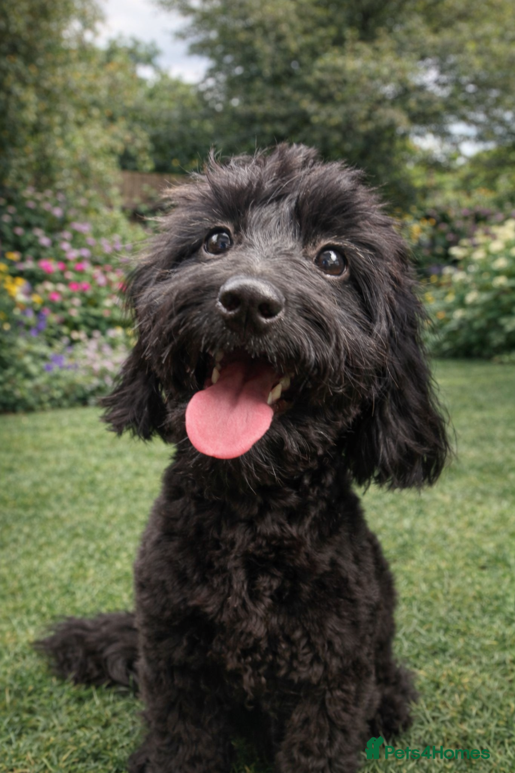 Cavapoo dogs F1b Cavapoo girl looking for her forever home. - Advert 1