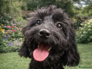 Cavapoo dogs F1b Cavapoo girl looking for her forever home. - Advert 1