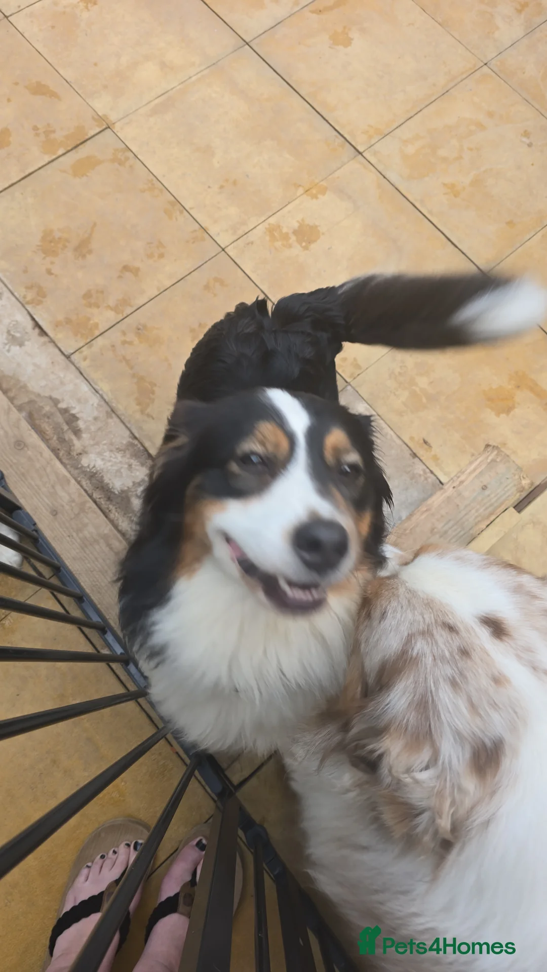 Australian Shepherd dogs for sale: Australian Shepherd due 19th may  - Advert 2