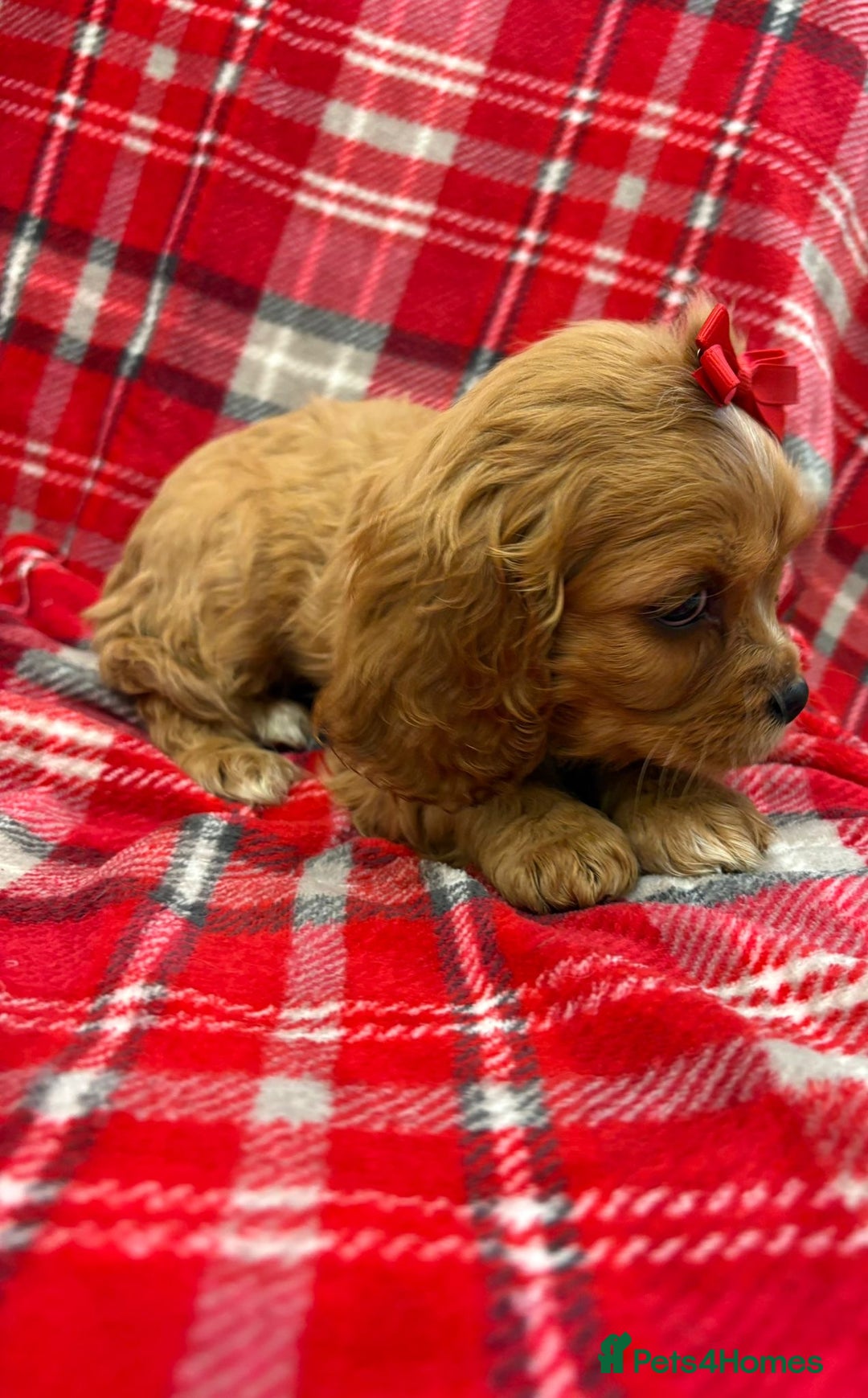 Cavalier King Charles Spaniel dogs for sale: Beautiful Cavalier King Charles babies ❤️ - Advert 3