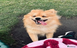 Mixed Breed dogs for sale: 1 year old Pomspitz for sale  - Image 1