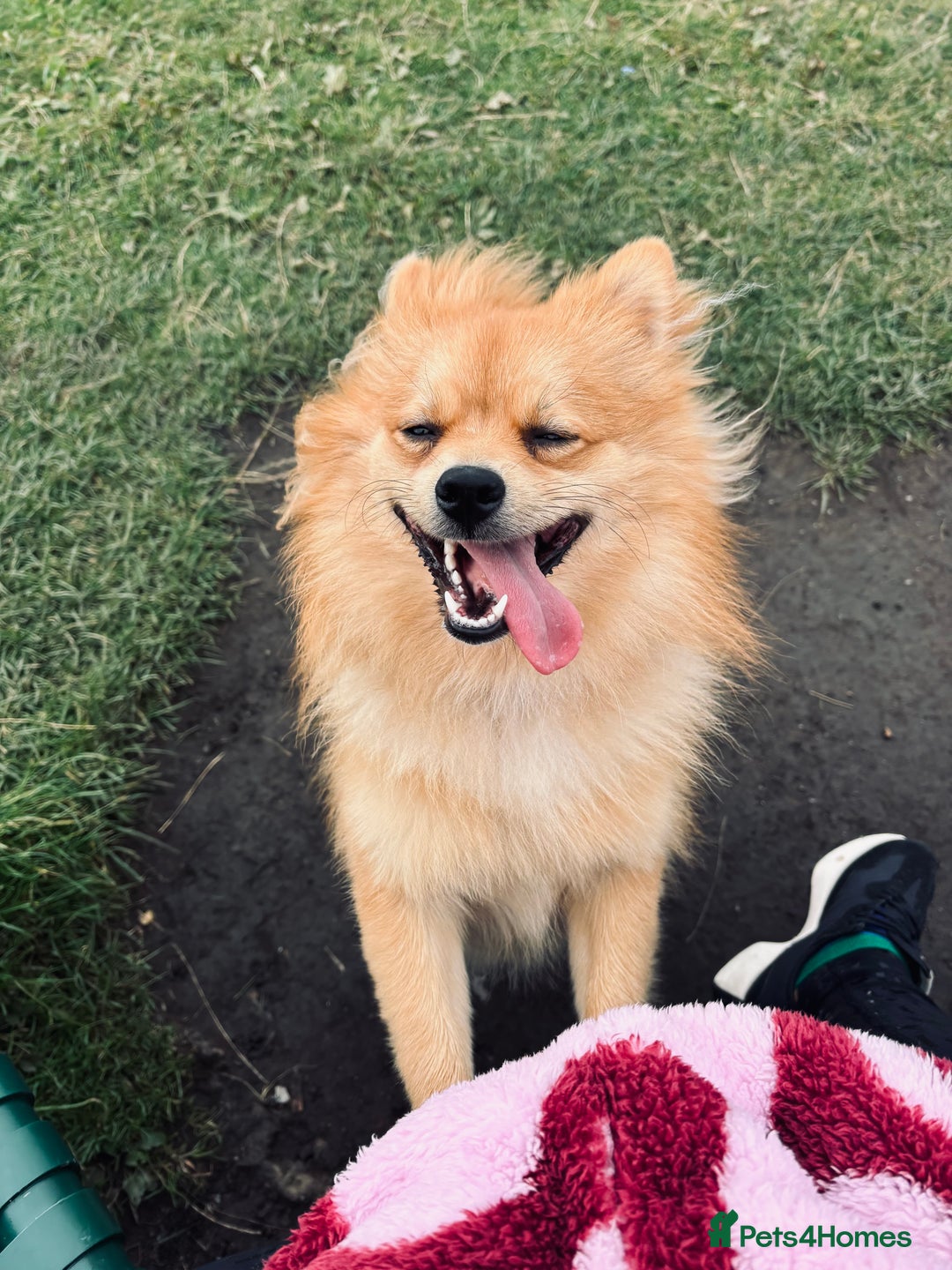 Mixed Breed dogs for sale: 1 year old Pomspitz for sale  - Image 1