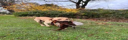 Mixed Breed dogs for sale: Vizslador puppies for sale in Shrewsbury - Advert 16