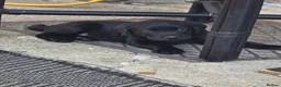Labrador Retriever dogs for sale: Labrador puppies looking for their forever home - Advert 10