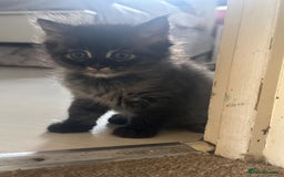 British Longhair cats for sale: British Longhair kittens Two  - Image 5