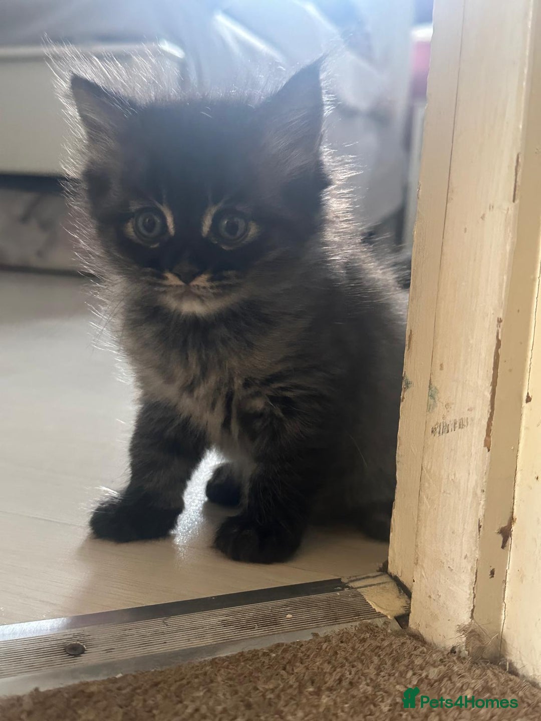 British Longhair cats for sale: British Longhair kittens Two  - Image 5