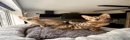 Bengal cats for sale: 2 bengal tiger  cubs for sale  - Advert 13