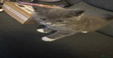 Mixed Breed cats - Advert 3
