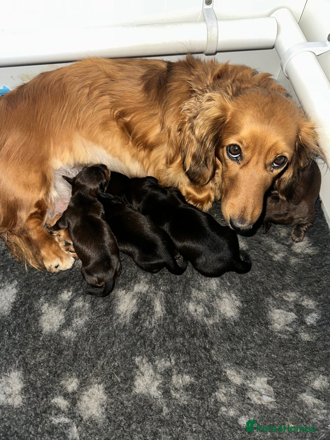 Dachshund dogs for sale: One Stunning shaded red girl still looking 😍 - Image 9