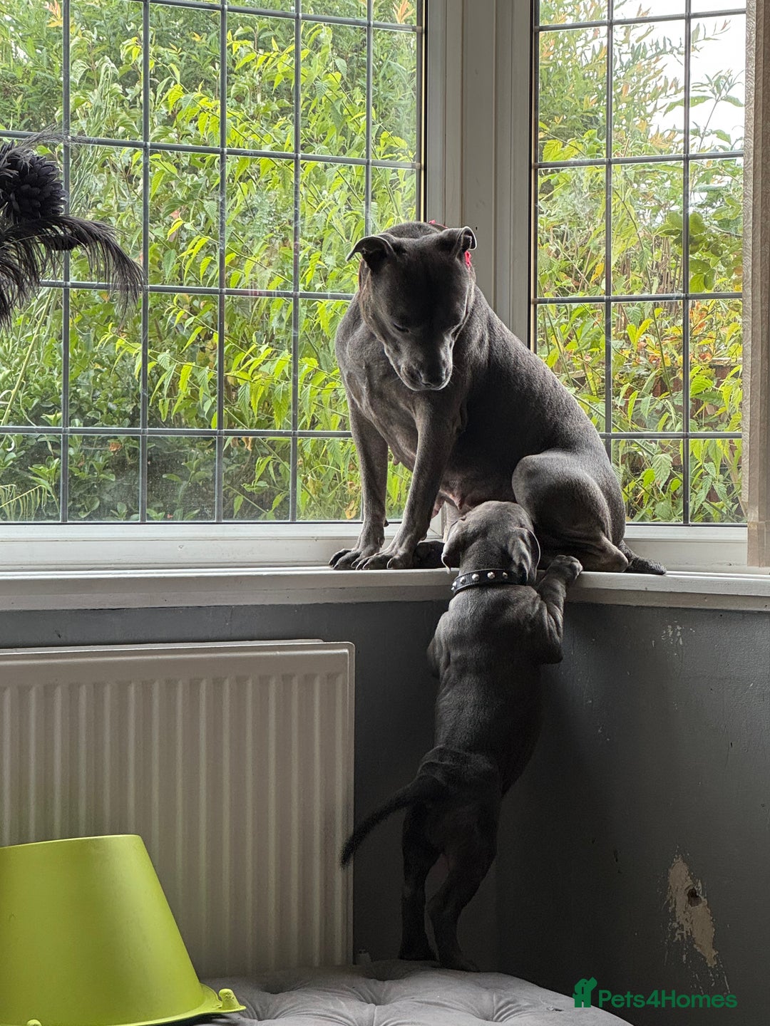 Staffordshire Bull Terrier dogs for sale: Prince Fury - Advert 4