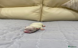 Maltese dogs for sale: Gorgeous pure white Maltese puppies! - Image 8