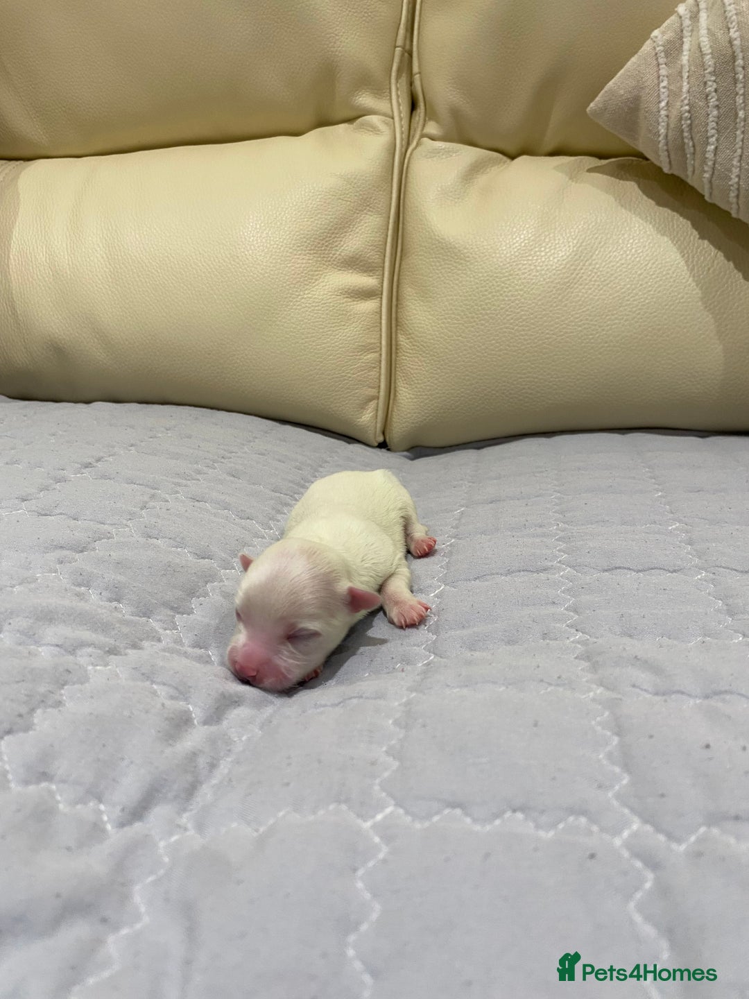Maltese dogs for sale: Gorgeous pure white Maltese puppies! - Image 8