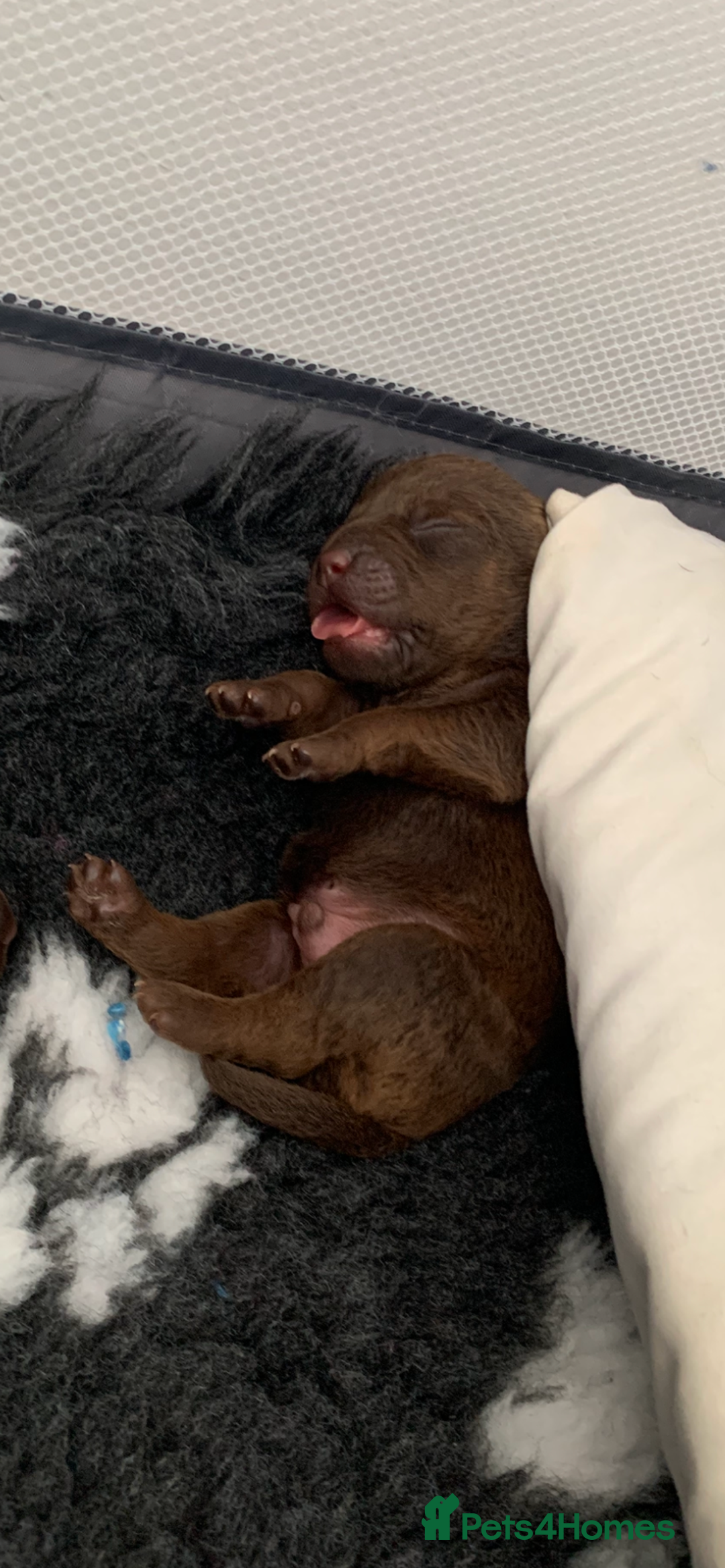Patterdale Terrier dogs for sale: chocolate patterdale terriers  - Image 19