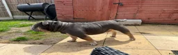 Olde English Bulldogge dogs for stud: 🔥OLDE ENGLISH BULLDOGGE STUD🔥 - Advert 7