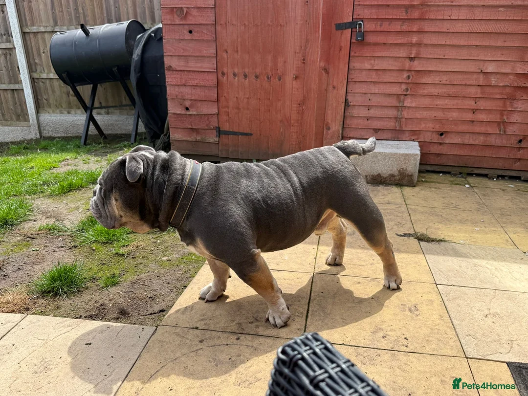 Olde English Bulldogge dogs for stud: 🔥OLDE ENGLISH BULLDOGGE STUD🔥 - Advert 7