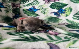 Mixed Breed dogs for sale: Beautiful Daffys - staffy cross dachshund  - Image 12
