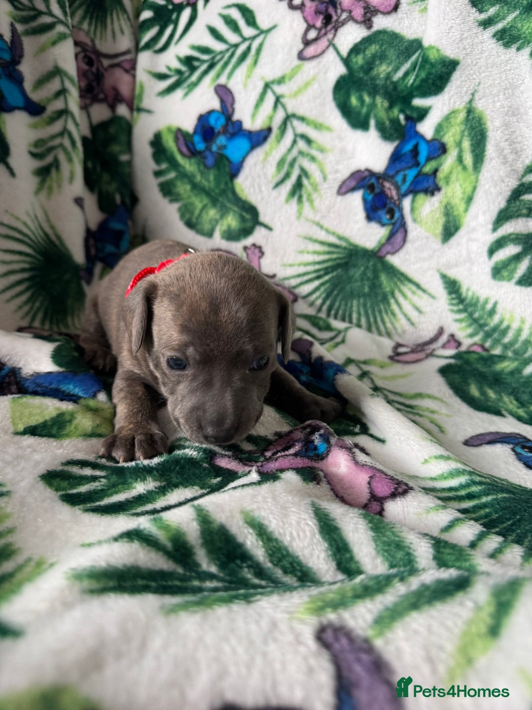 Mixed Breed dogs for sale: Beautiful Daffys - staffy cross dachshund  - Image 12
