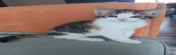Mixed Breed cats for sale: 2 gorgeous calico kittens - Advert 12