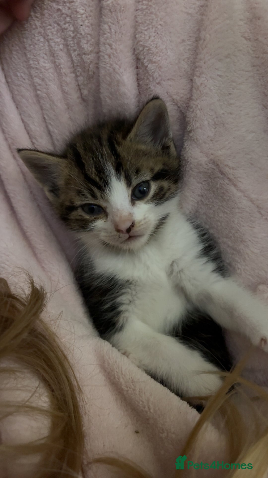 Mixed Breed cats for sale: Five tabby shorthair and longhair kittens - Advert 16