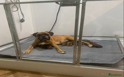 Boxer dogs for sale: 27 Champion bloodline red and black mask boxers - Image 7