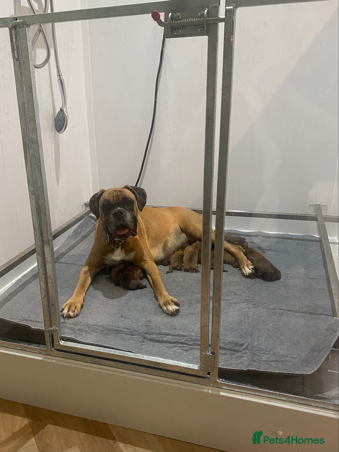 Boxer dogs for sale: 27 Champion bloodline red and black mask boxers - Image 7