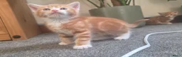 Mixed Breed cats for sale: Gorgeous cuddly kittens  - Advert 4