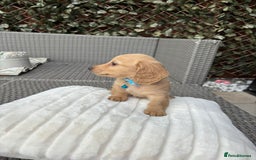 Miniature Dachshund dogs for sale: Long hair cream mini dachshund puppies 30th july in Liverpool - Image 4