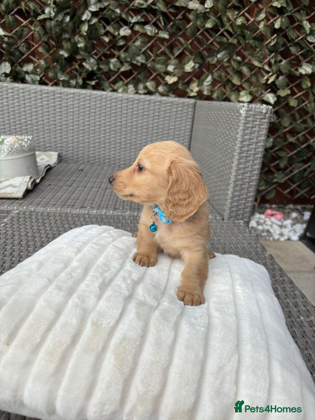 Miniature Dachshund dogs for sale: Long hair cream mini dachshund puppies 30th july in Liverpool - Image 4