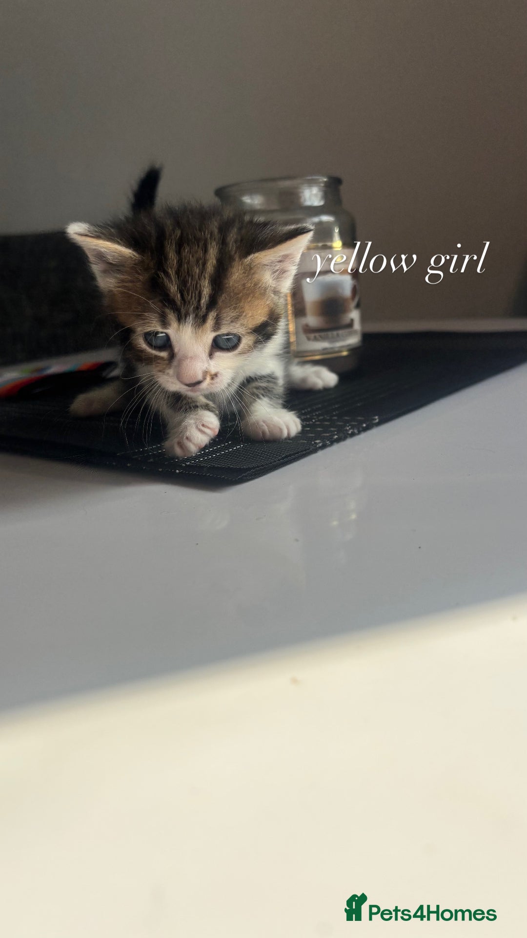 Mixed Breed cats for sale: beautiful, fluffy, tabby litter of 6 kittens - Image 6