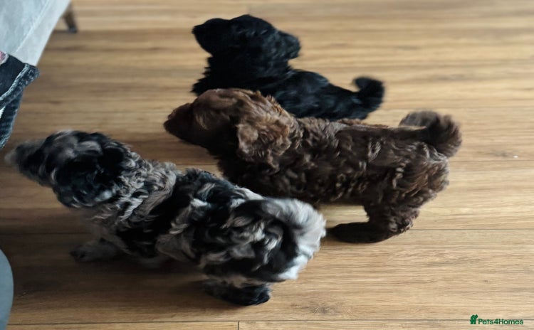 Shihpoo dogs - Advert 1