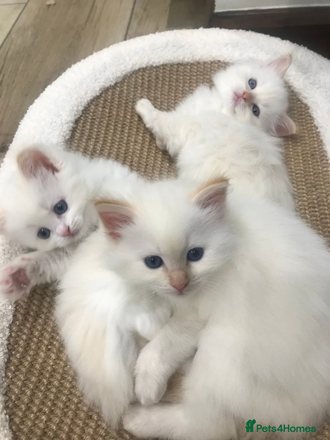Ragdoll cats for sale: Beautiful Flame/ Cream Ragdoll kittens - Advert 1