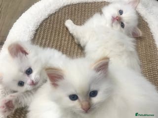 Ragdoll cats Beautiful Flame/ Cream Ragdoll kittens - Advert 19