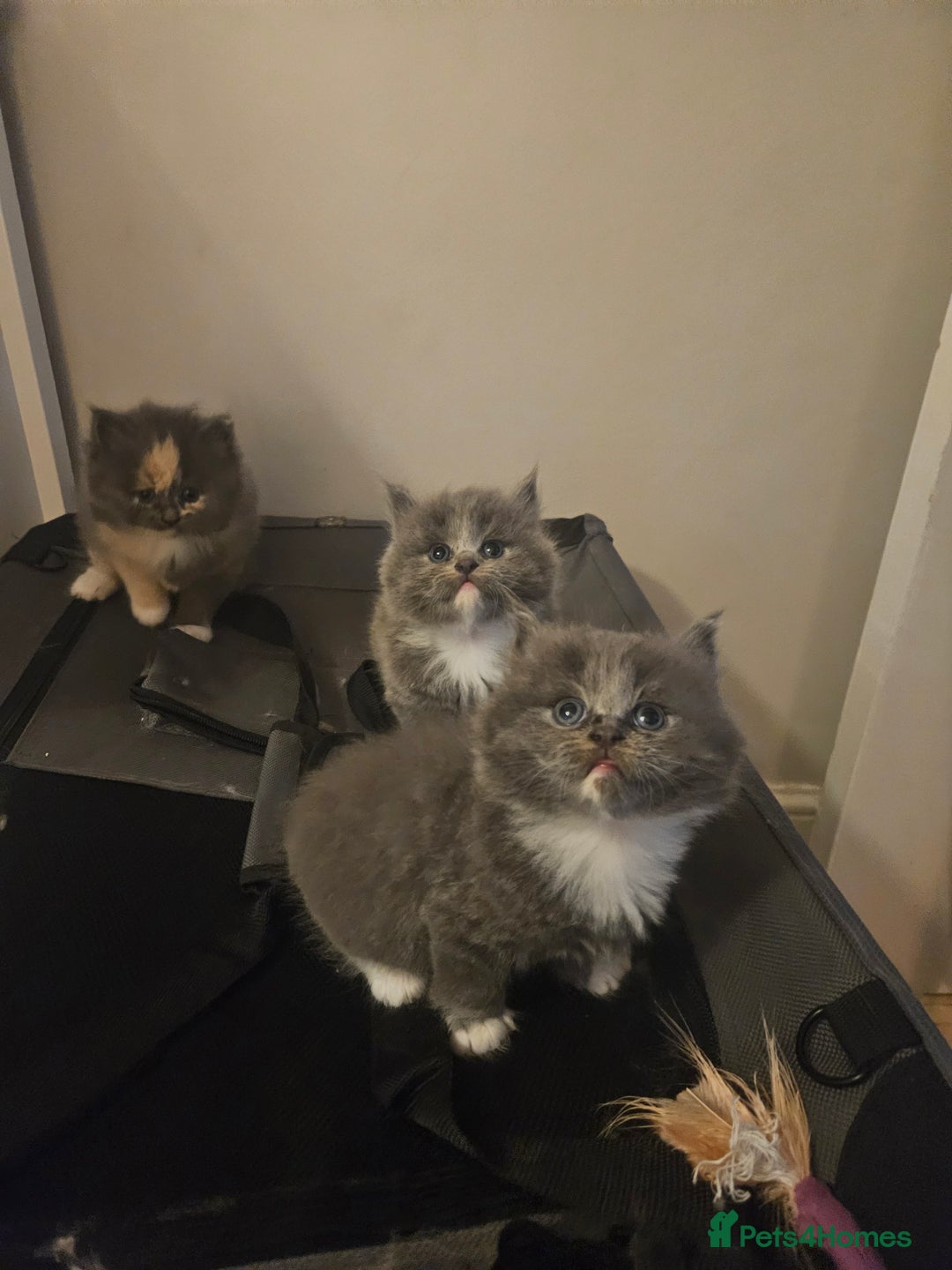 Mixed Breed cats for sale: Beautiful fluffy kitten  - Advert 8