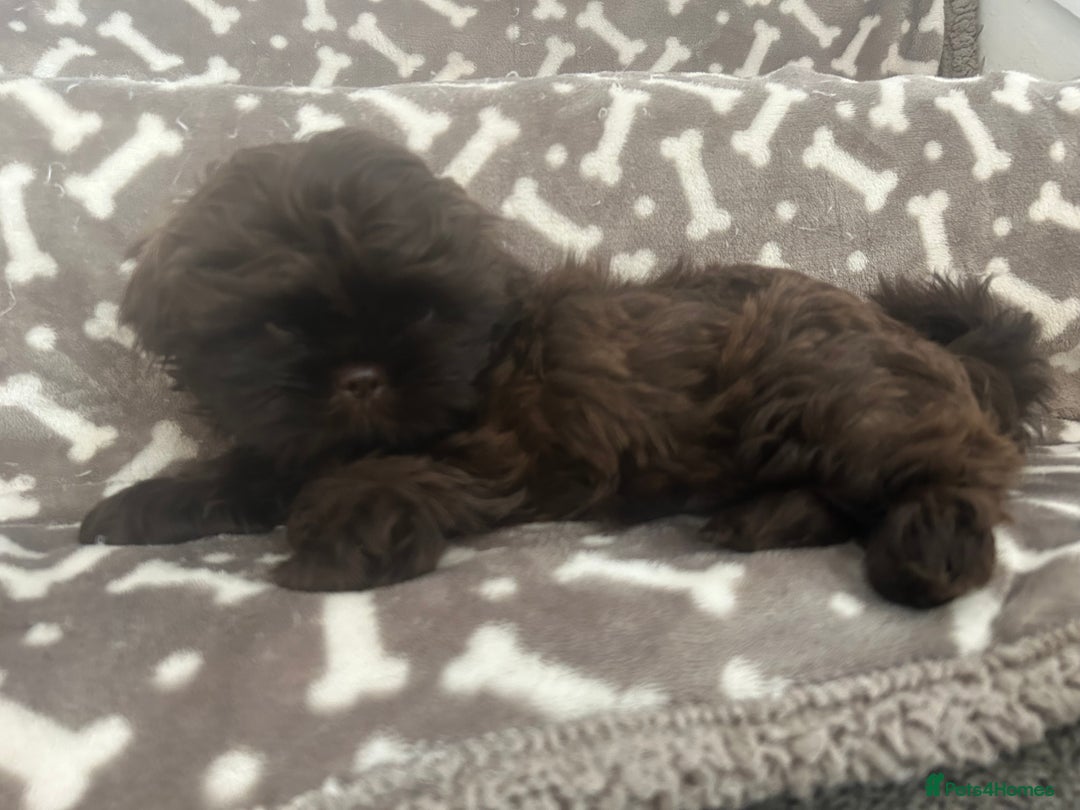 Shih Tzu dogs for sale: KC Imperial Dark non fade Chocolate Boy Available - Image 5