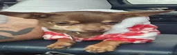 Chihuahua dogs for sale: Bobbie in Skegness - Advert 3