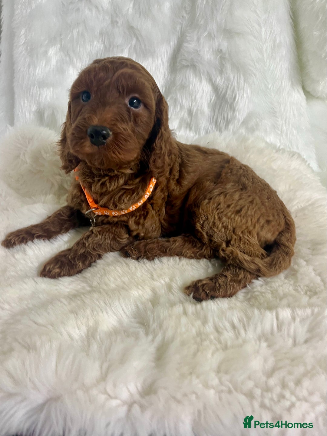 Goldendoodle dogs for sale: Outstanding quality fully tested Goldendoodle pups - Advert 6