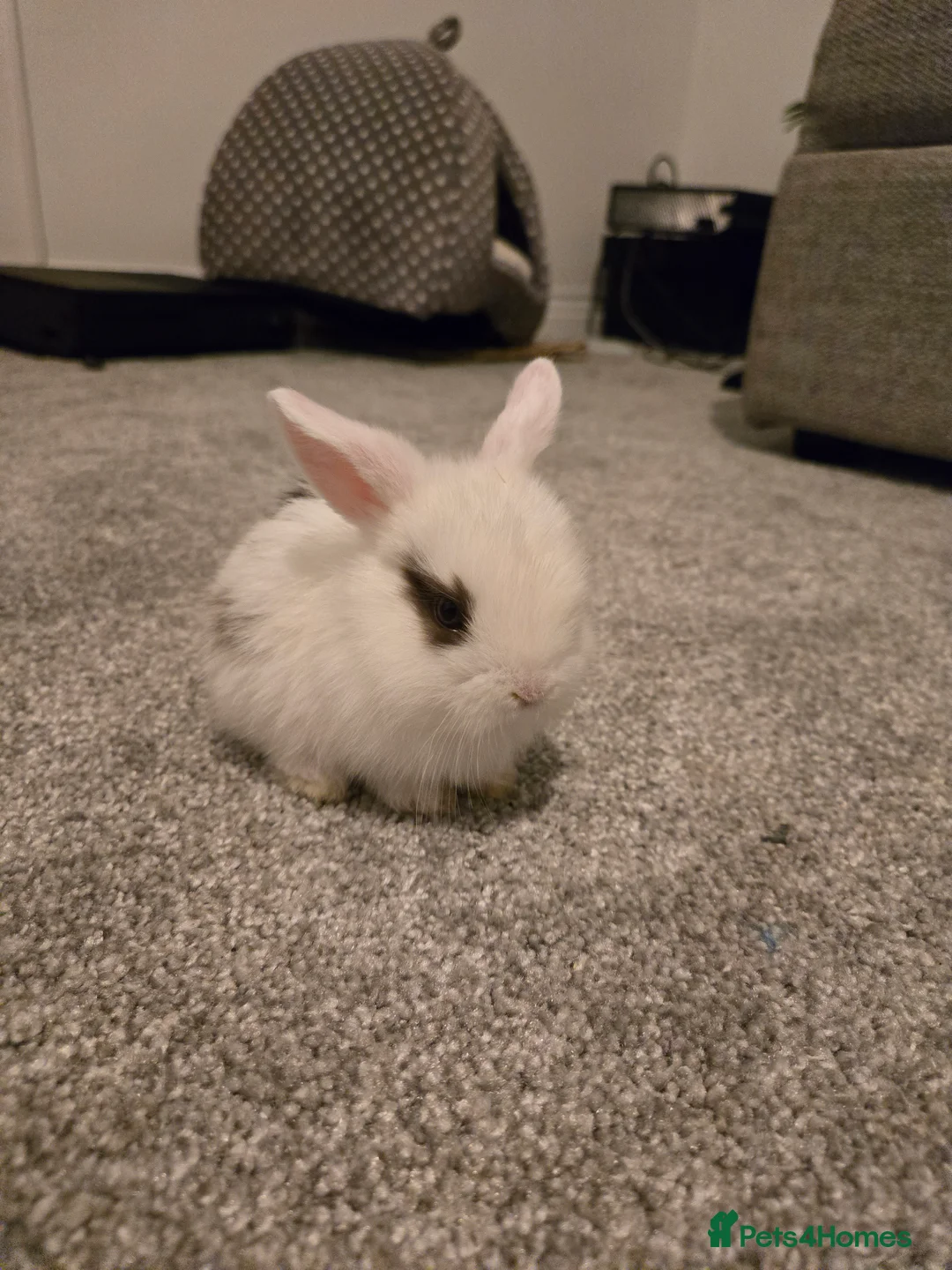 Mini Lop rabbits for sale: Mini lop bunnies  in Hinckley - Advert 12
